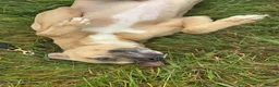Mixed Breed dogs for sale: Whippet X Boxer 4 Years Old - Advert 2