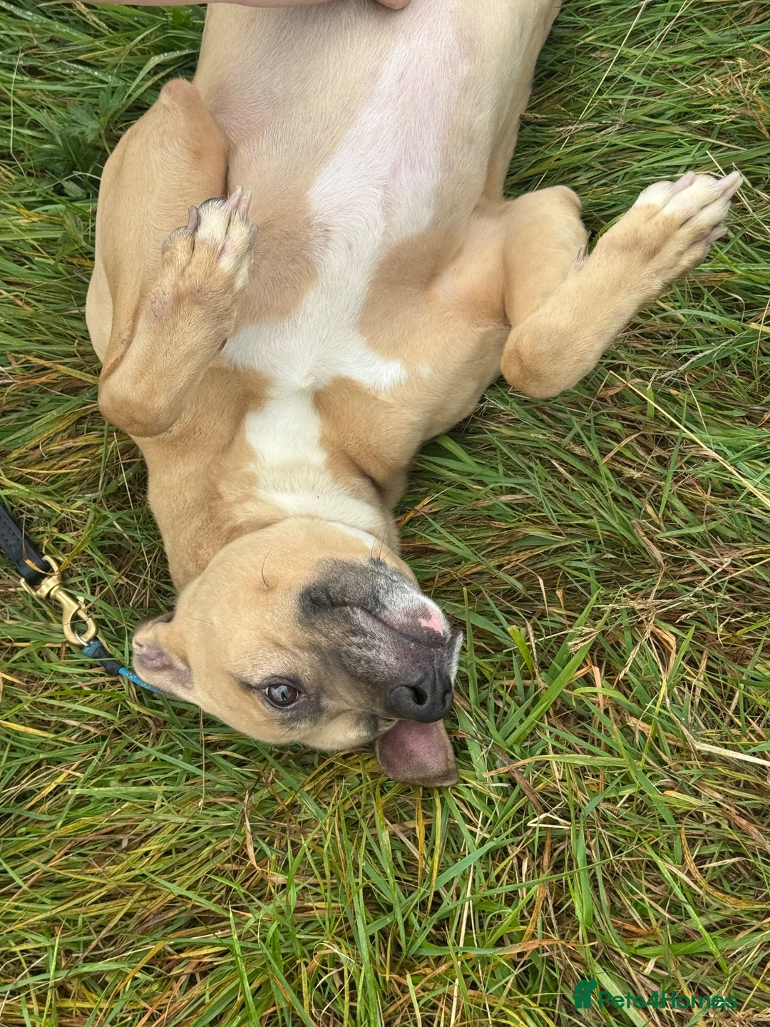 Mixed Breed dogs for sale: Whippet X Boxer 4 Years Old - Advert 2