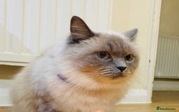 Ragdoll cats for sale: Beautifull Adult Ragdoll Lady Look for Loving Home - Advert 4