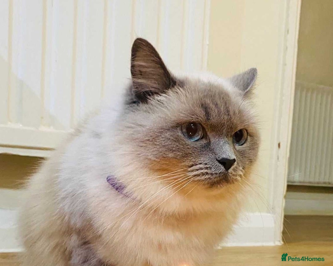 Ragdoll cats for sale: Beautifull Adult Ragdoll Lady Look for Loving Home - Advert 4