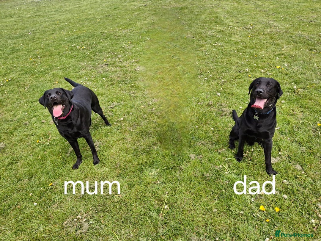 Labrador Retriever dogs for sale: Black labrador puppies - Advert 9