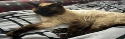 Mixed Breed cats for sale: Calico x Seal point ragdoll - Advert 20