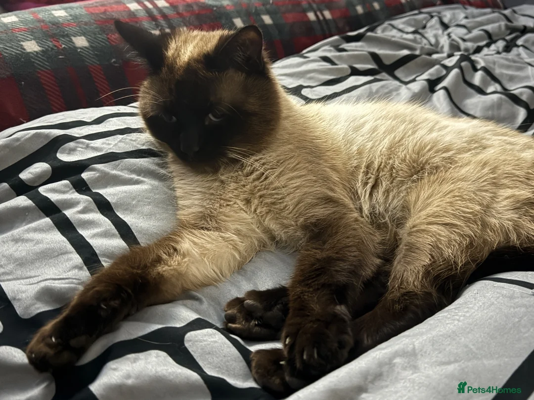 Mixed Breed cats for sale: Calico x Seal point ragdoll - Advert 20
