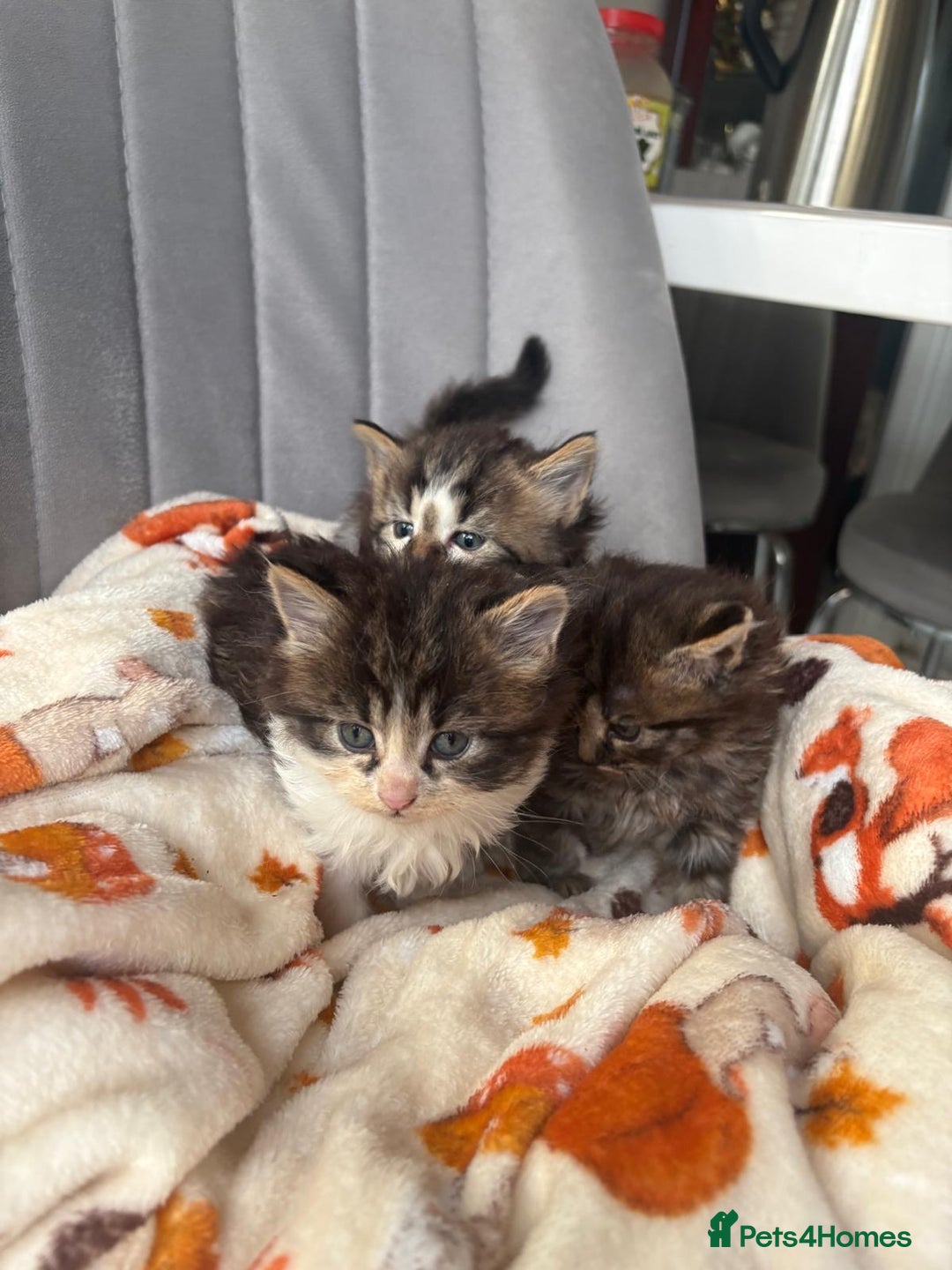 Mixed Breed cats for sale: 4 playful and funny kittens - Advert 2