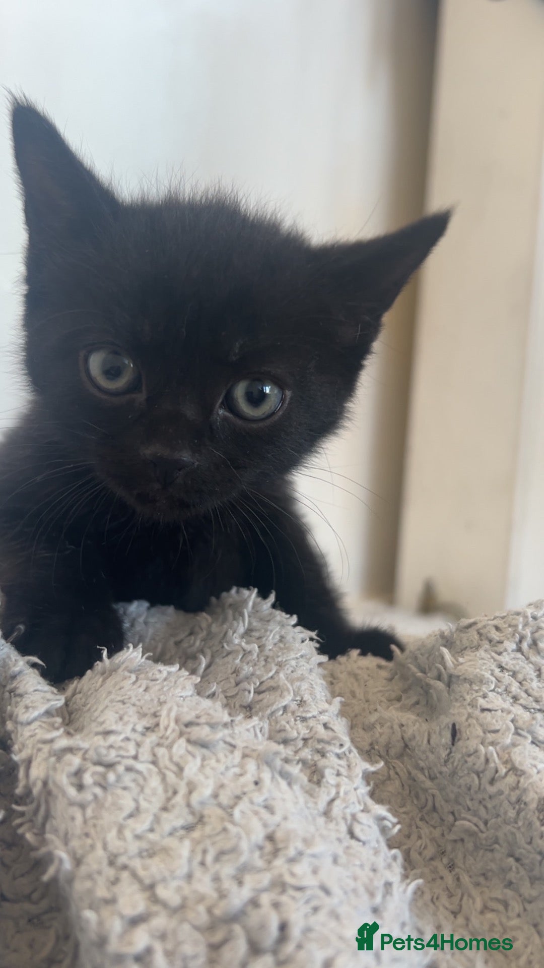 Mixed Breed cats 🚨🚨🚨URGENTTTT✨ Beautiful Kittens — Ready to Go  - Advert 14