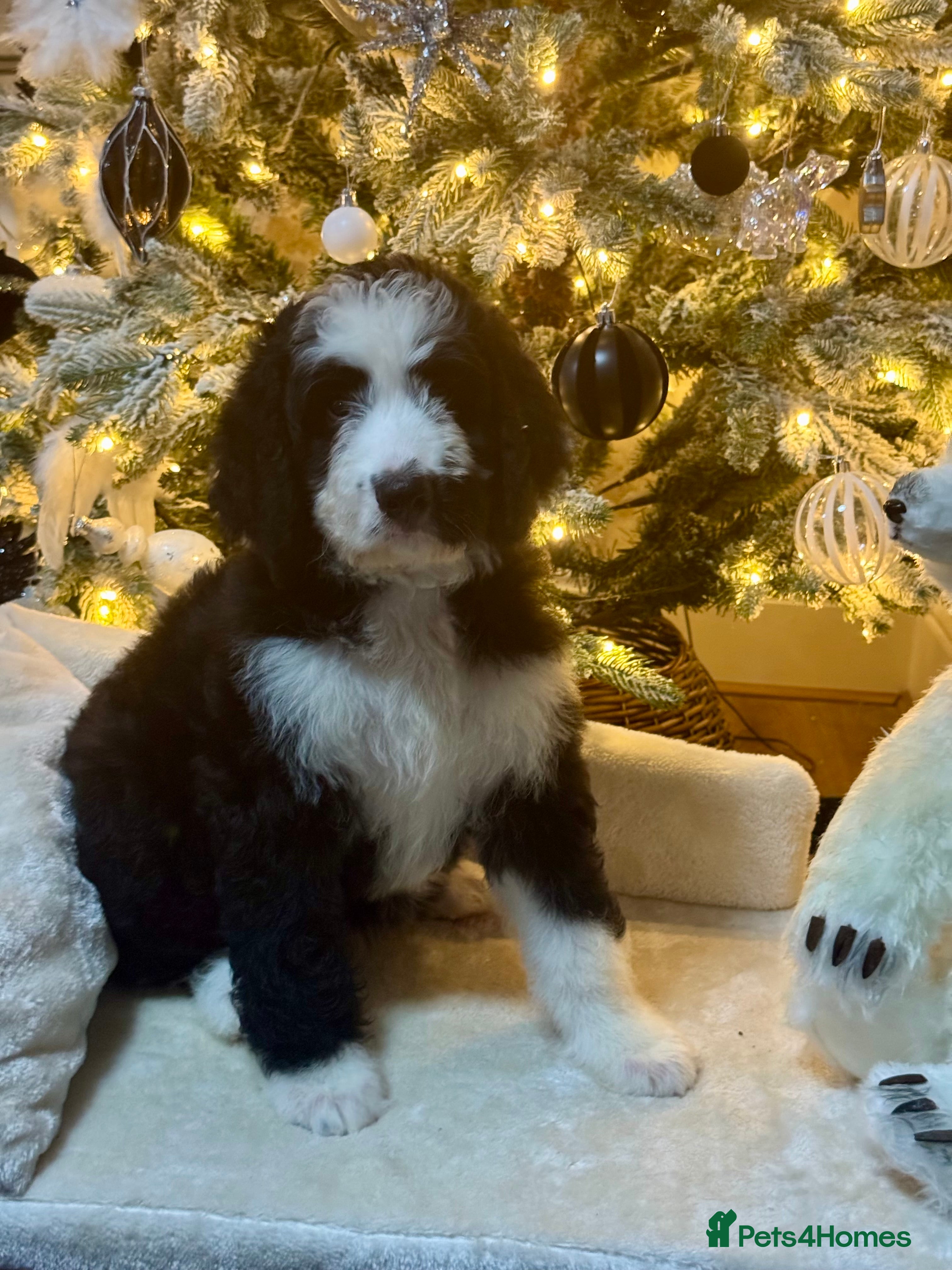 Bernedoodle dogs 3 f1 standard bernedoodles puppies  - Advert 12