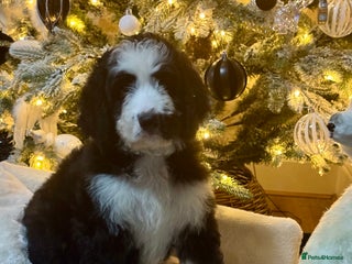 Bernedoodle dogs 3 f1 standard bernedoodles puppies - Advert 12