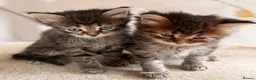 Siberian cats for sale: New imported lines Siberian kittens - Advert 11
