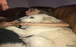 Golden Retriever dogs for sale: Championline puppies in London - Image 18