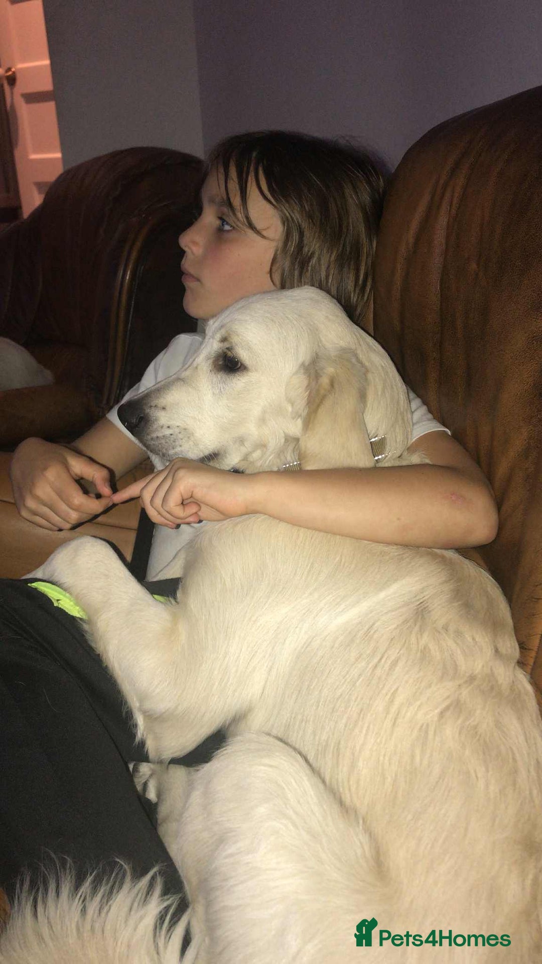 Golden Retriever dogs for sale: Championline puppies in London - Image 18