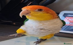 Parakeets birds for sale: Tame male caique DNA sexed in Accrington - Image 1