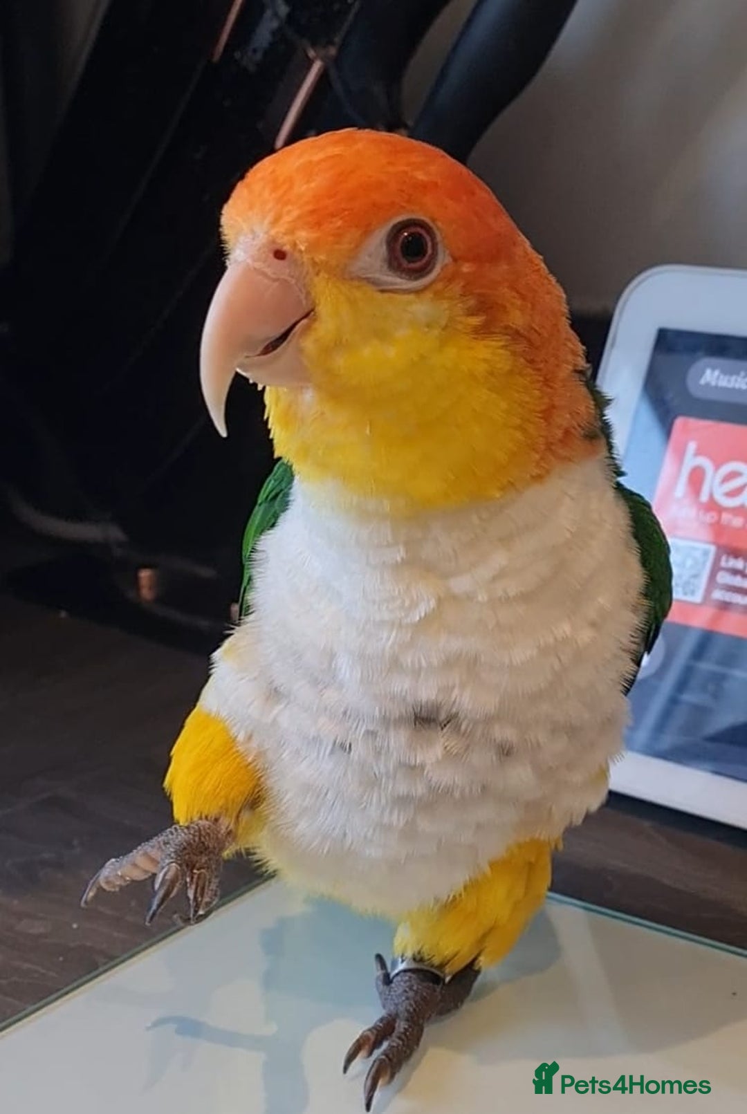 Parakeets birds for sale: Tame male caique DNA sexed in Accrington - Image 1