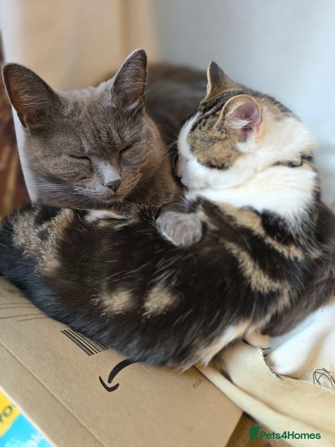 Mixed Breed cats for sale: Three cats in need of a home - Advert 6