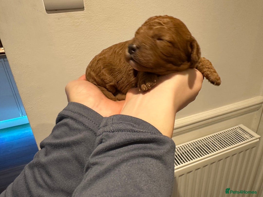 Cavapoo dogs for sale: A Premium litter of F1B Toy Cavapoo Puppies  - Advert 15