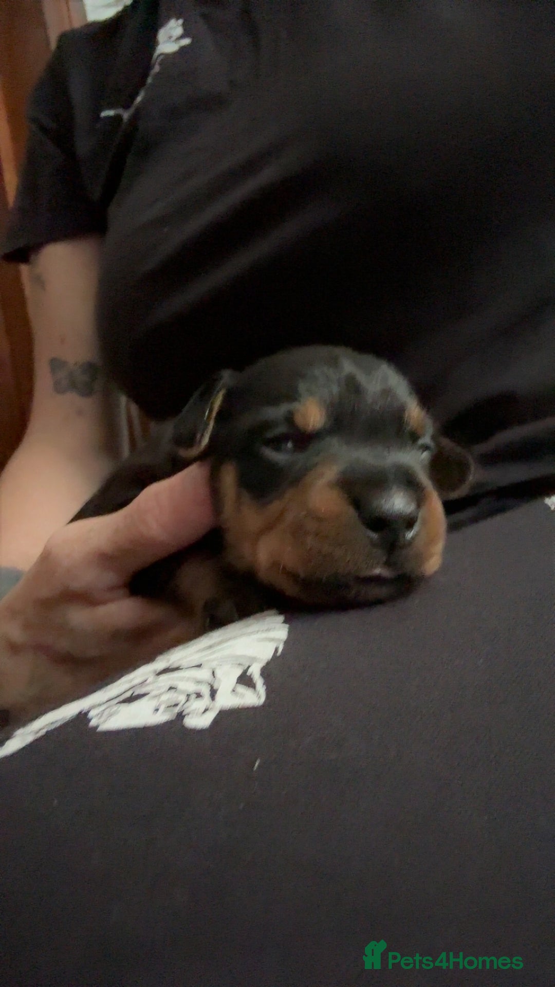 Mixed Breed dogs for sale: Dachshund x patterdale puppues - Image 5