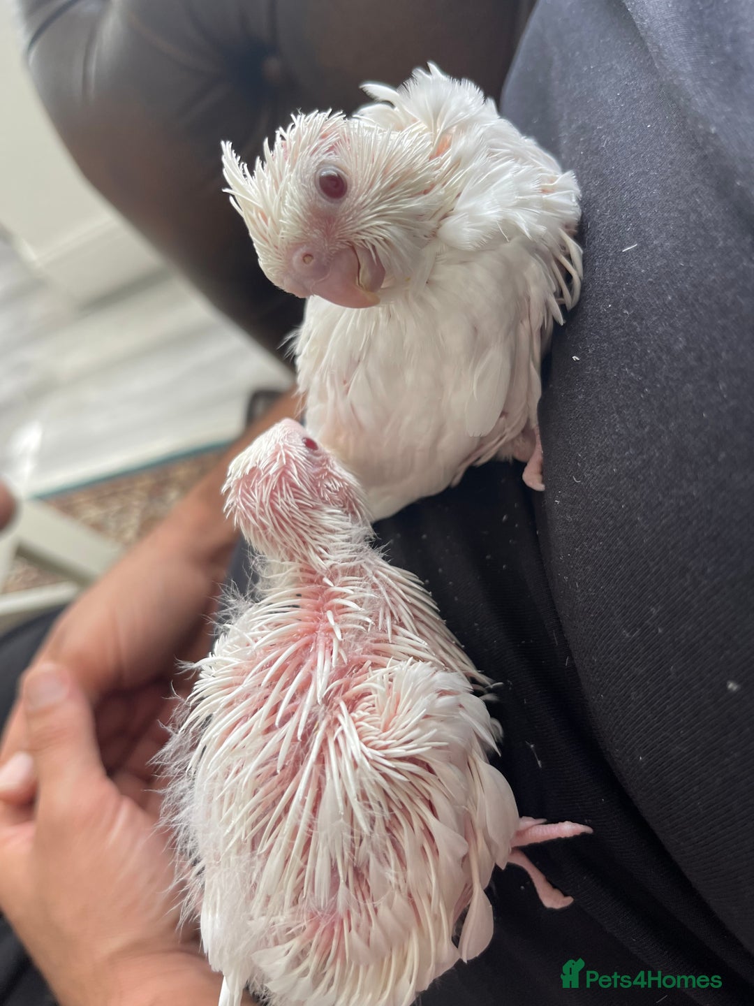 Cockatiels birds for sale: Hand reared cockatiels  in London - Image 2
