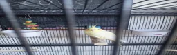 Cockatiels birds for sale: Rehoming my two cockatiels cage included for £300 in Sandy - Advert 3