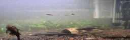 Plecos fish for sale: Bristlenose Plecos in Farnborough - Advert 2
