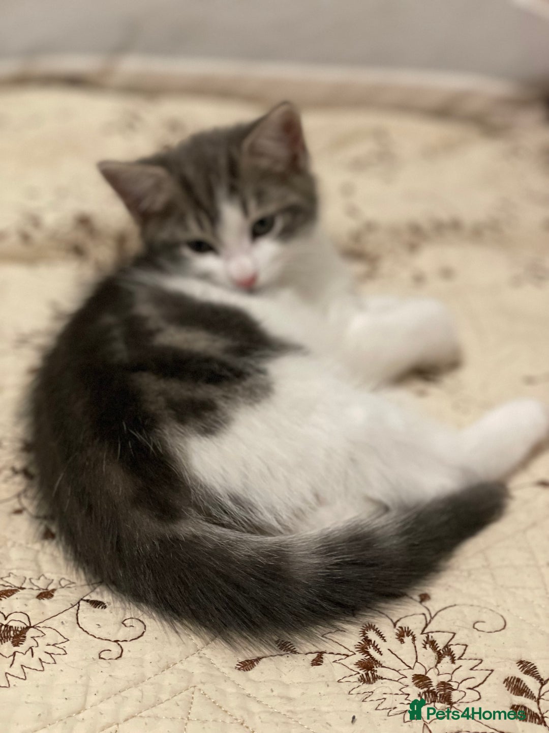 Khao Manee cats for sale: Last beautiful male is ready for new home  - Image 9