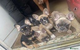 French Bulldog dogs for sale: French bulldog - Image 14