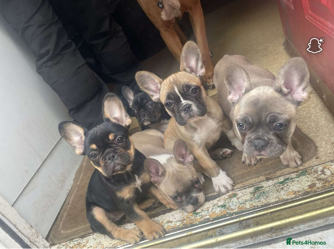 French Bulldog dogs for sale: French bulldog - Image 14