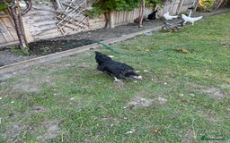 Mixed Breed birds for sale: 6 chickens - Image 2