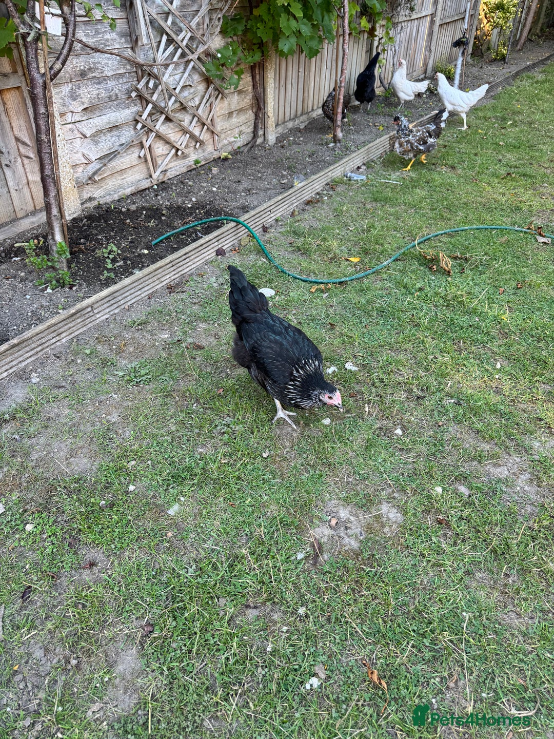 Mixed Breed birds for sale: 6 chickens - Image 2