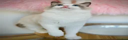 Ragdoll cats for sale: Beautiful cuddling ragdoll girl. - Advert 6