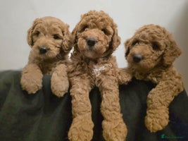 Goldendoodle dogs Beautiful F1B Goldendoodle Puppies DNA tested - Advert 12