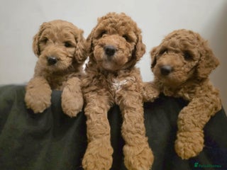 Goldendoodle dogs Beautiful F1B Goldendoodle Puppies DNA tested - Advert 18