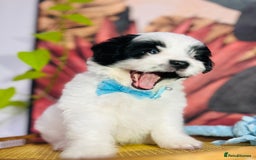 Shih Tzu dogs for sale: Shih Tzu need an amazing family - Image 1