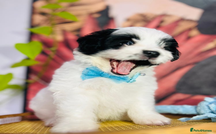 Shih Tzu dogs - Advert 15