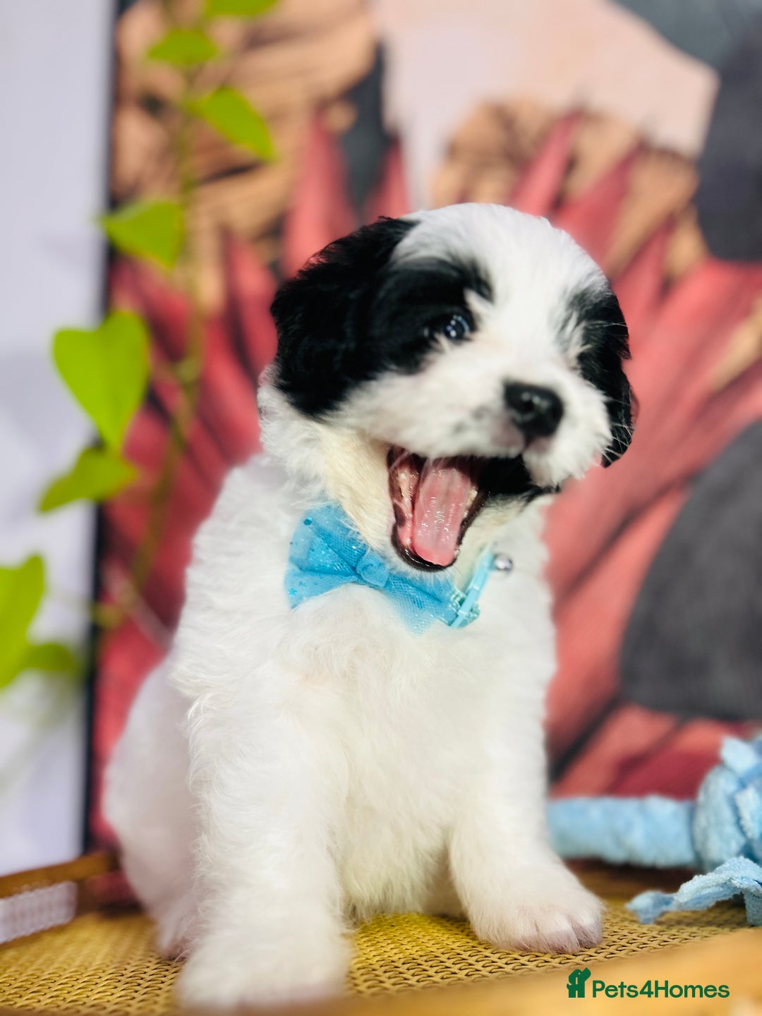 Shih Tzu dogs for sale: Shih Tzu need an amazing family - Image 1