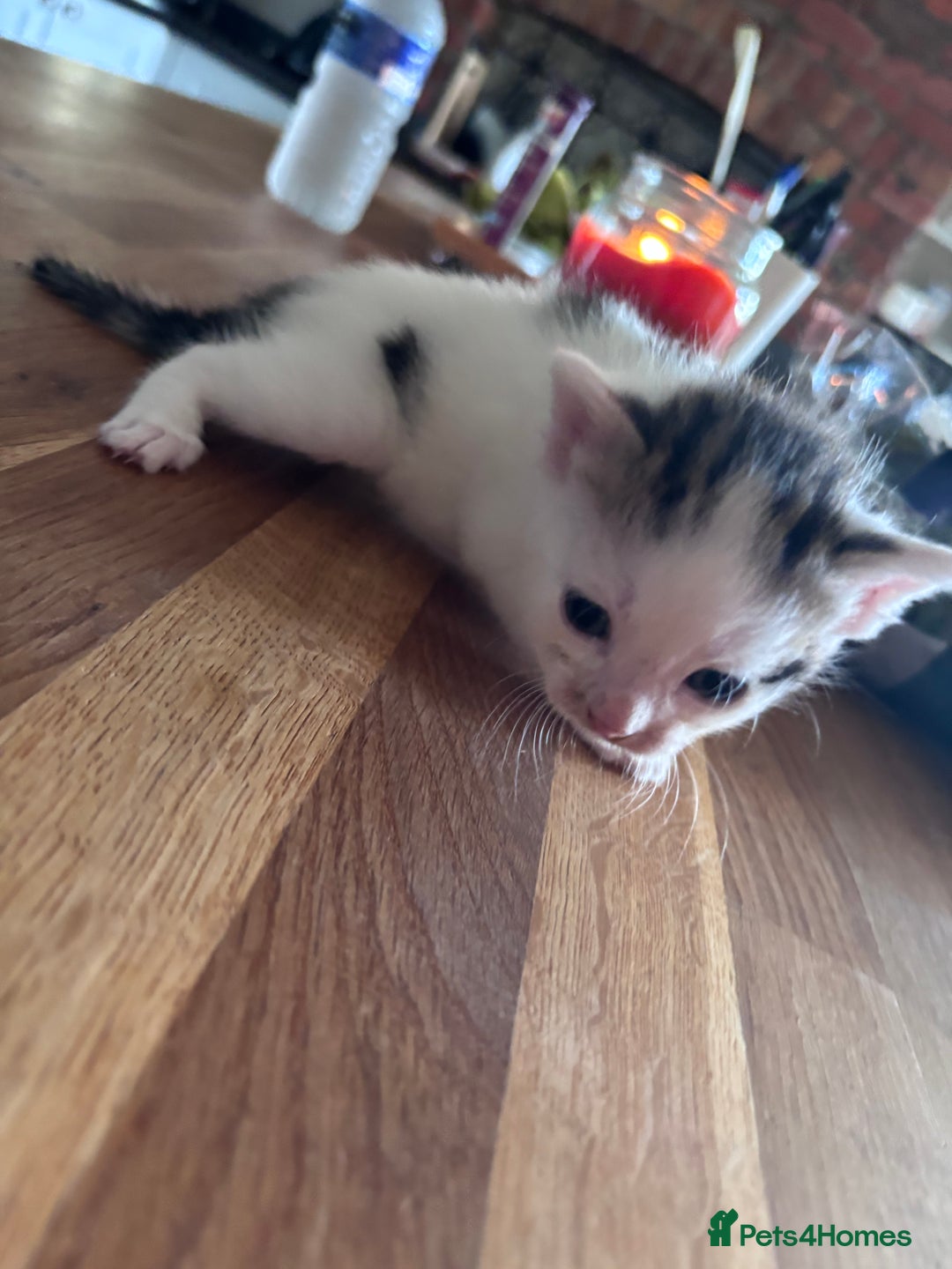 Mixed Breed cats for sale: Kittens 2 tabby 1 white tabby 1 grey tabby  - Image 1
