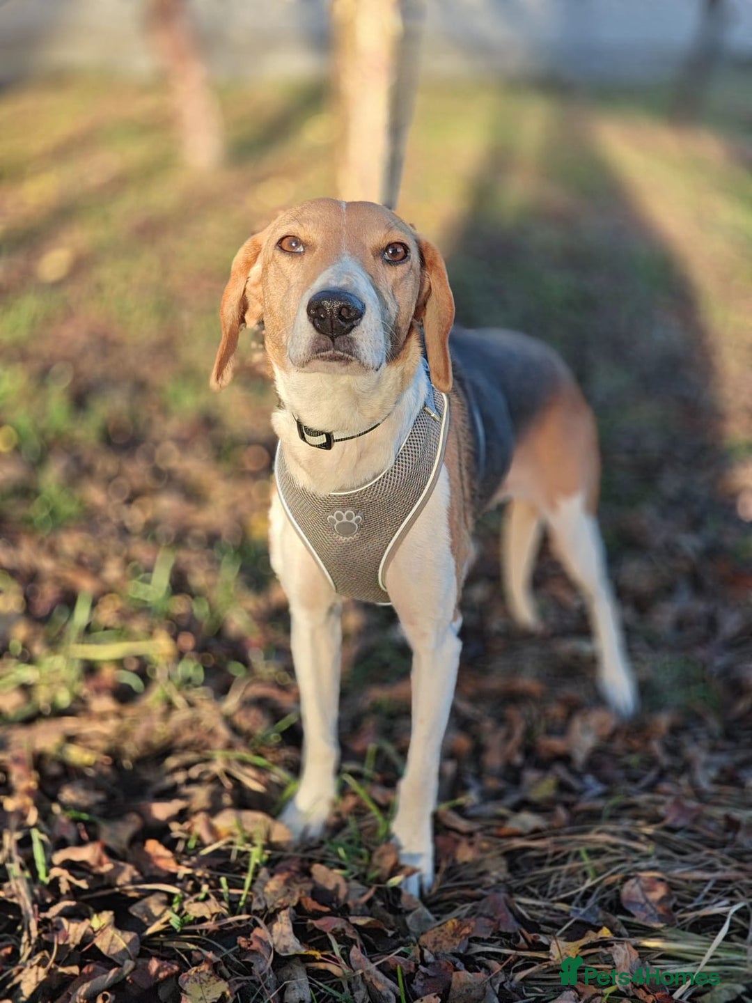 Mixed Breed dogs for adoption: ❤️🐶Radna elegant 2 yo Estonian Hound❤️🐶 - Advert 6