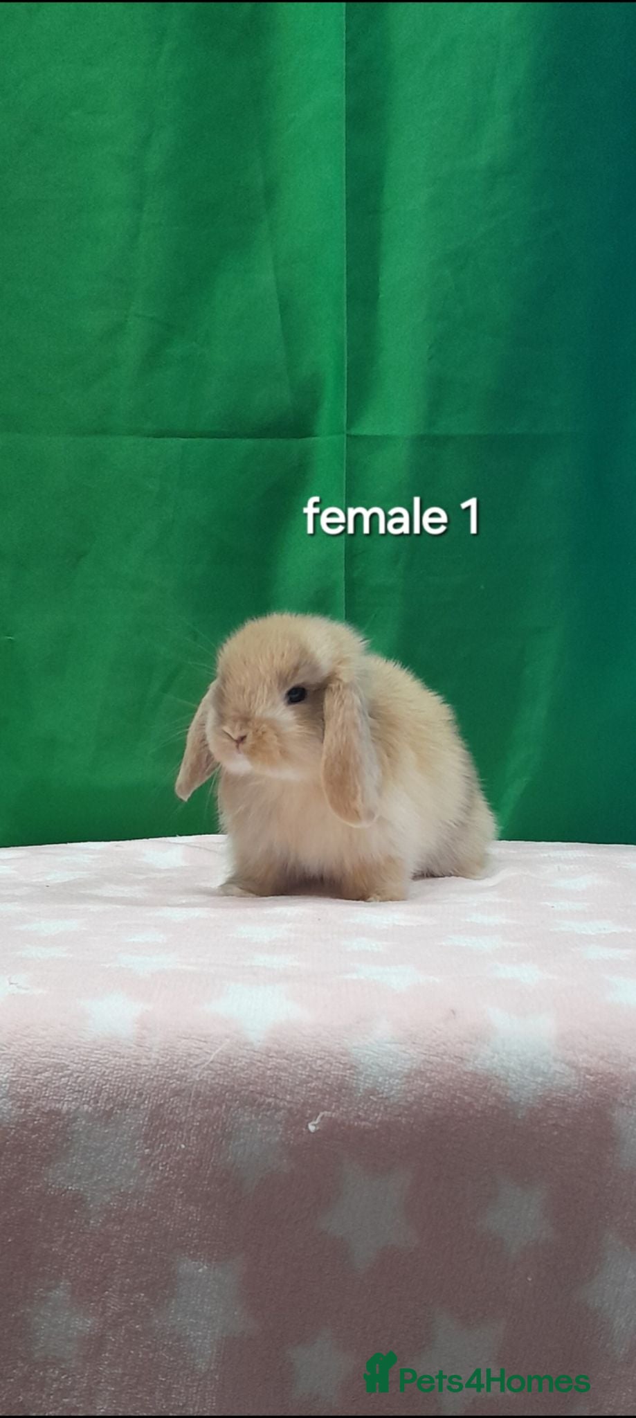 Mini Lop rabbits Purebred mini lops. Ready this weekend  - Advert 1