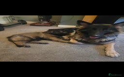 German Shepherd dogs for sale: Nyla german shepherd  - Image 4