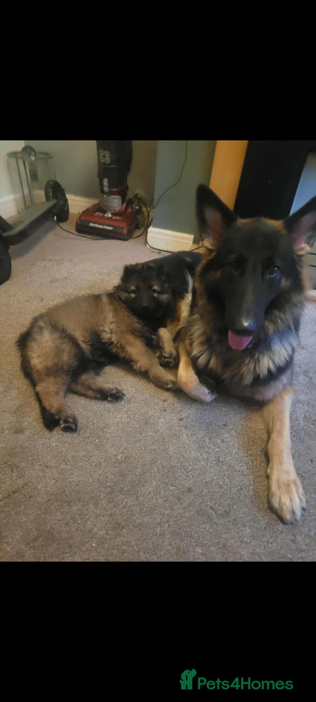 German Shepherd dogs for sale: Nyla german shepherd  - Image 4