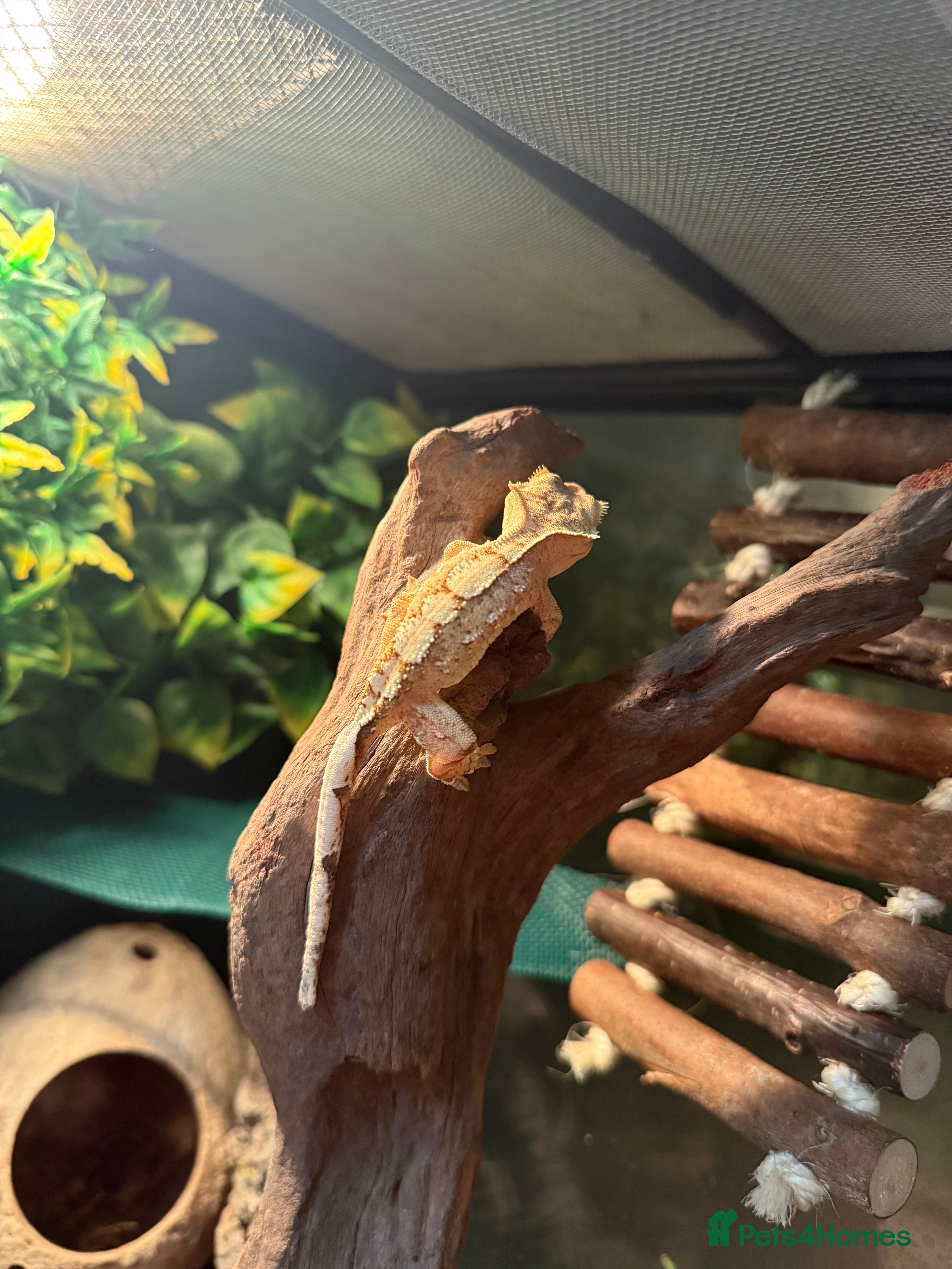 Gecko reptiles Stunning juvenile crested gecko unsexed - Advert 8