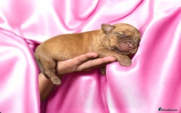 Dogue De Bordeaux dogs for sale: KC reg Dogue de Bordeaux puppies  - Image 15