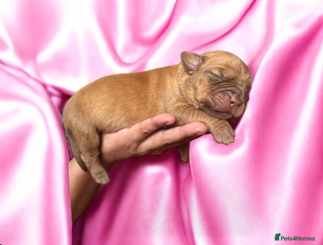 Dogue De Bordeaux dogs for sale: KC reg Dogue de Bordeaux puppies  - Image 15