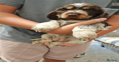Cocker Spaniel dogs - Advert 14