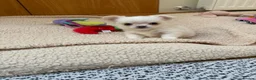 Chihuahua dogs for sale: Beautiful Chihuahua Boys 🐾 - Advert 3