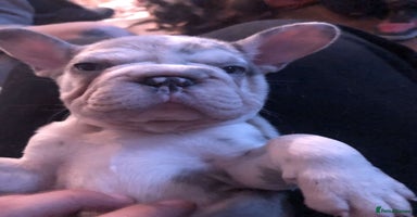 French Bulldog dogs - Advert 15