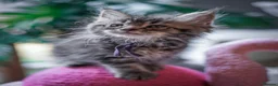 Maine Coon cats for sale:  Chunky full Maine coon kittens ready now   £795 - Advert 14