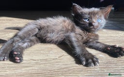 Bengal cats for sale: Mixed Stunning Bengals  - Image 22