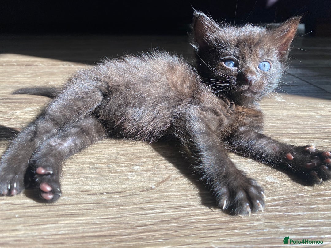 Bengal cats for sale: Mixed Stunning Bengals  - Image 22