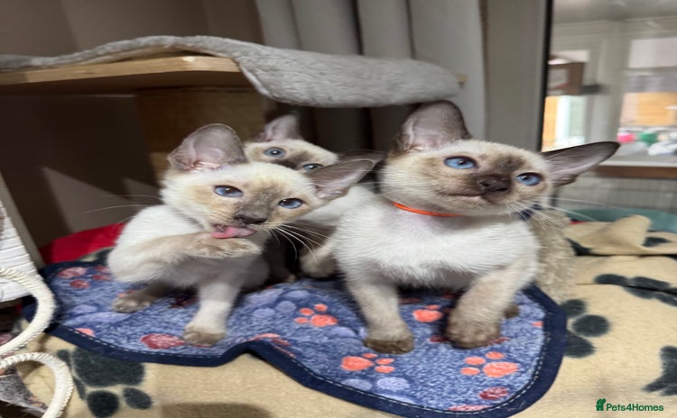 Siamese cats - Advert 2