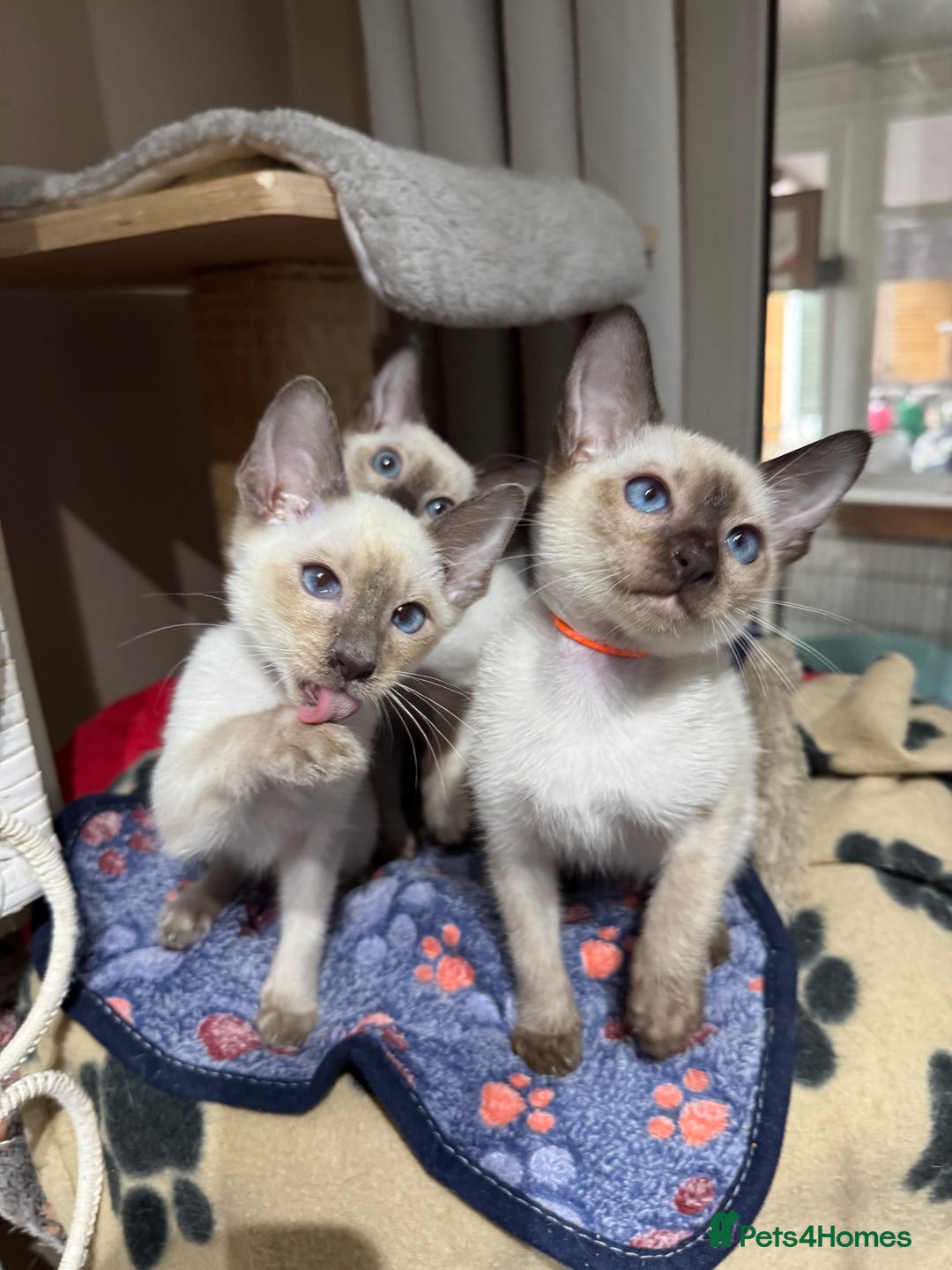 Siamese cats for sale: 3 affectionate Siamese kittens available  - Image 1