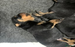 Rottweiler dogs for sale: AMAZING PEDIGREE REGISTERED ROTTWEILER PUPPIES - Image 7